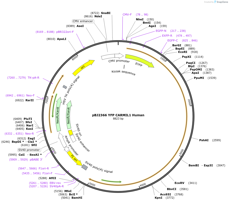 253188-plasmid-map-sequence-id-504758