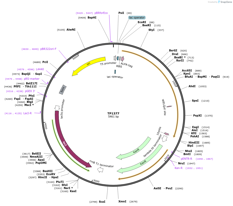 252369-plasmid-map-sequence-id-504764