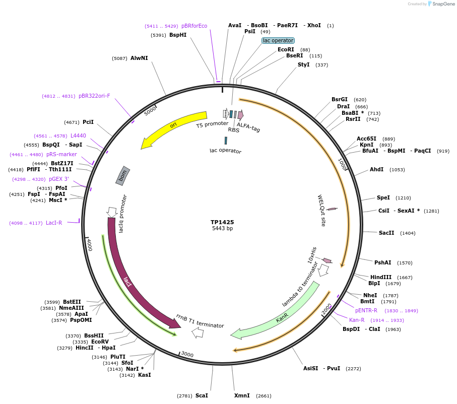 252372-plasmid-map-sequence-id-504766