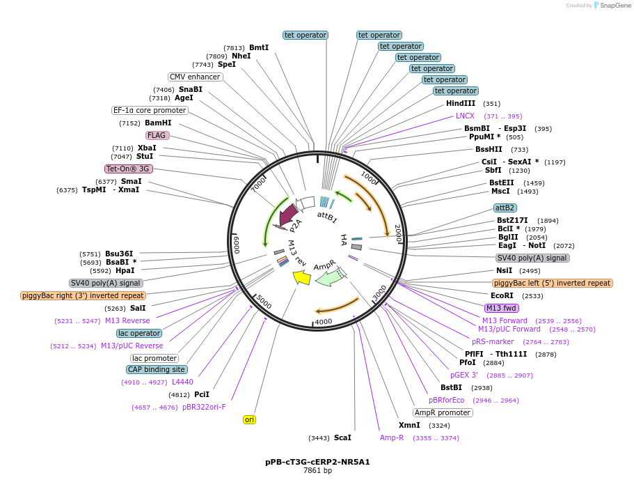 192915-plasmid-map-sequence-id-504792
