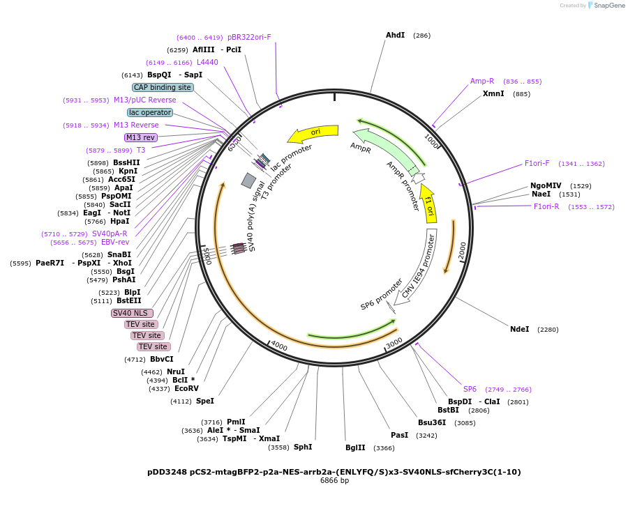 251770-plasmid-map-sequence-id-504794
