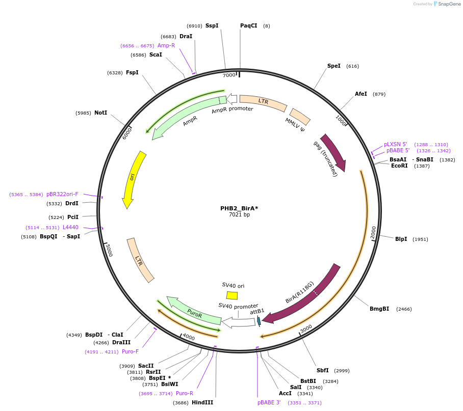 251207-plasmid-map-sequence-id-504814