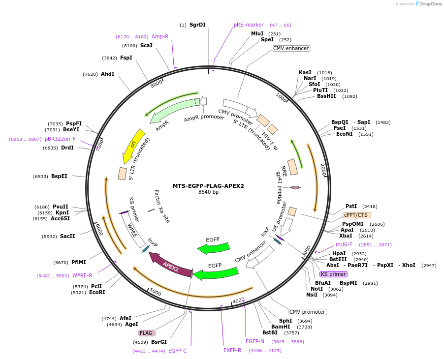 251713-plasmid-map-sequence-id-504829