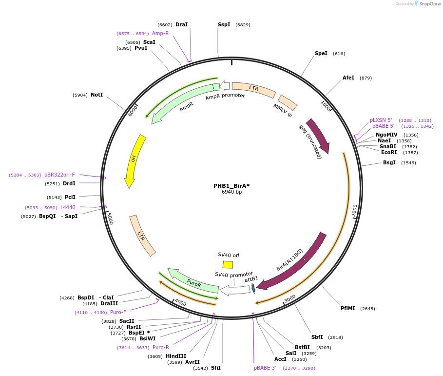 251206-plasmid-map-sequence-id-504831