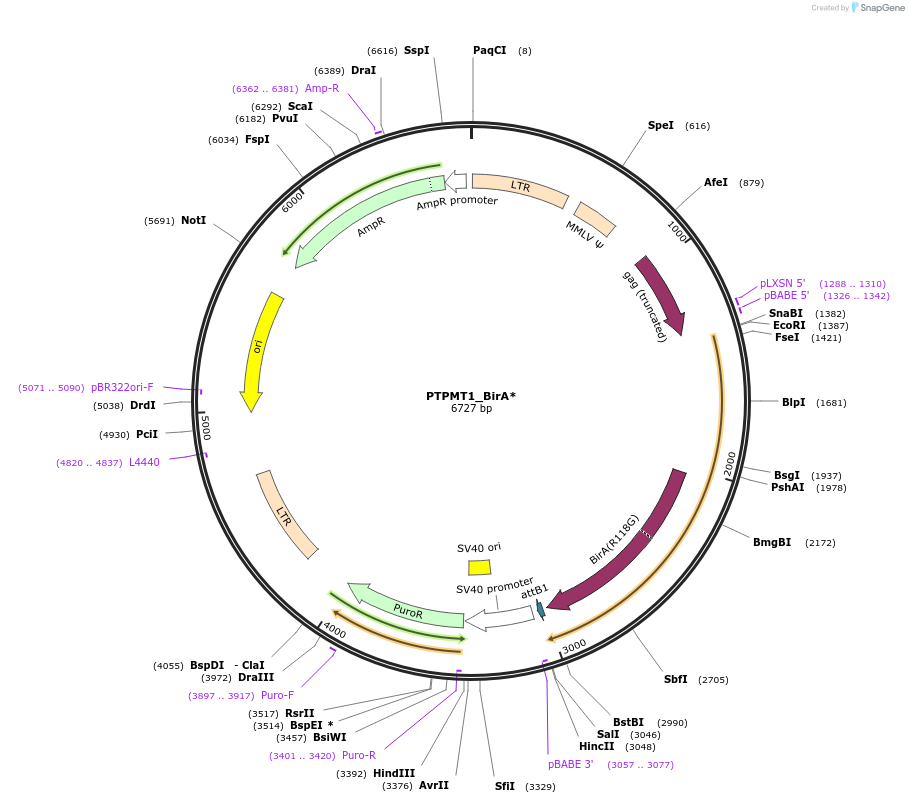 251205-plasmid-map-sequence-id-504833