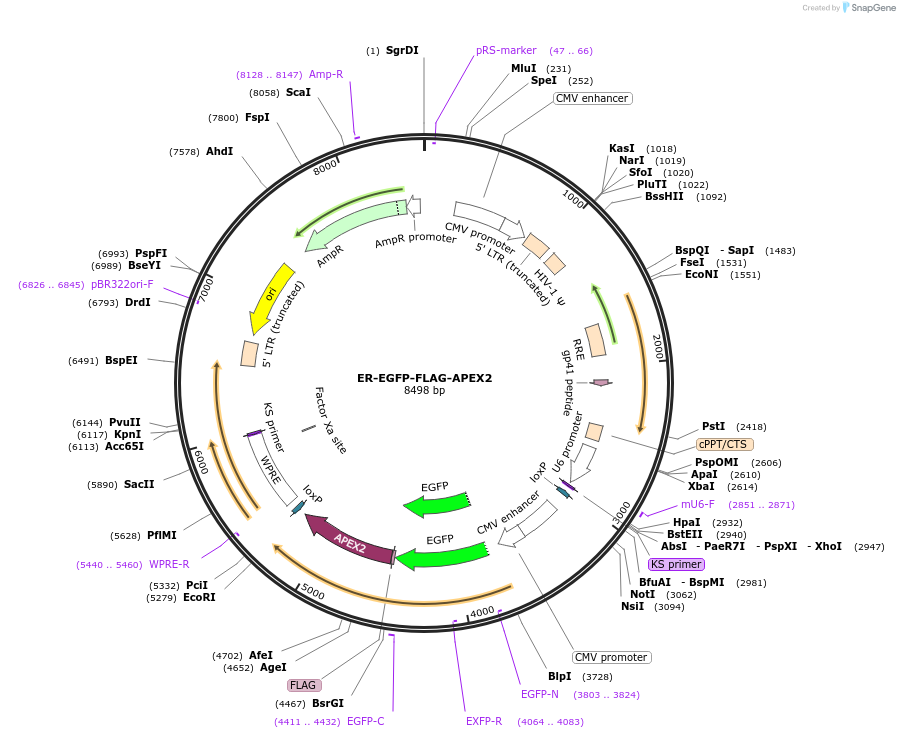 251714-plasmid-map-sequence-id-504834