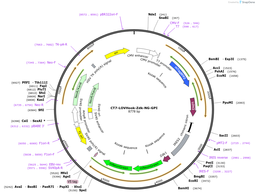 246601-plasmid-map-sequence-id-504846