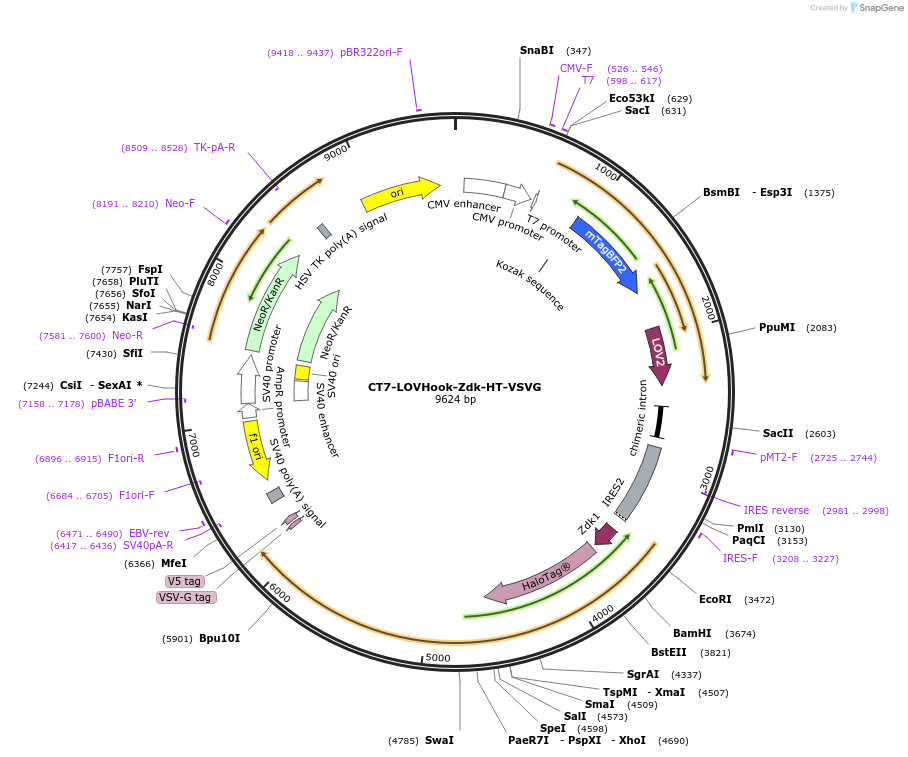 246603-plasmid-map-sequence-id-504847