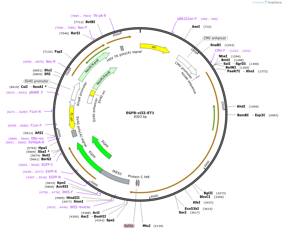 253822-plasmid-map-sequence-id-504848