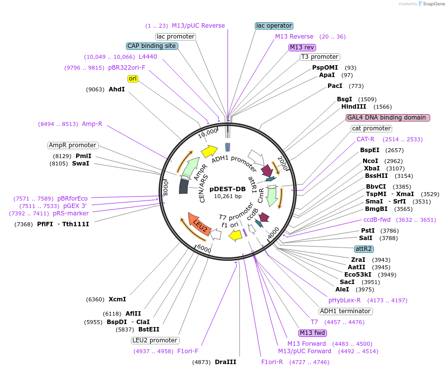 215482-plasmid-map-sequence-id-504850