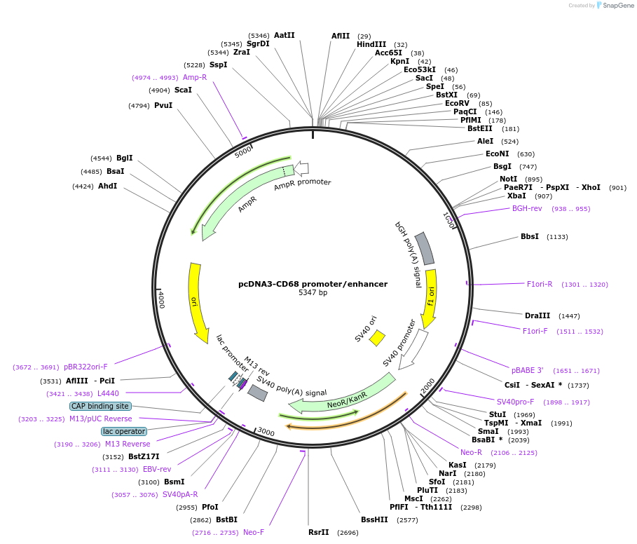 34837-plasmid-map-sequence-id-504851