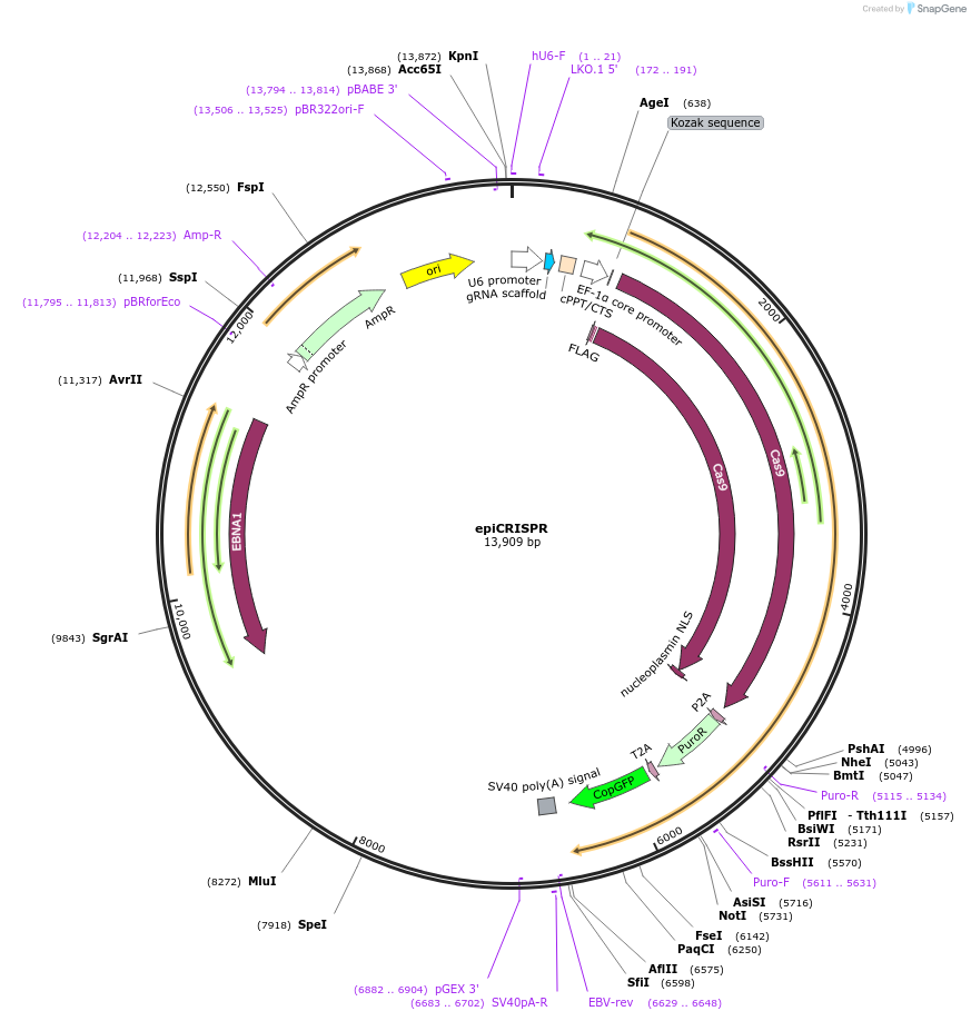 135960-plasmid-map-sequence-id-504858