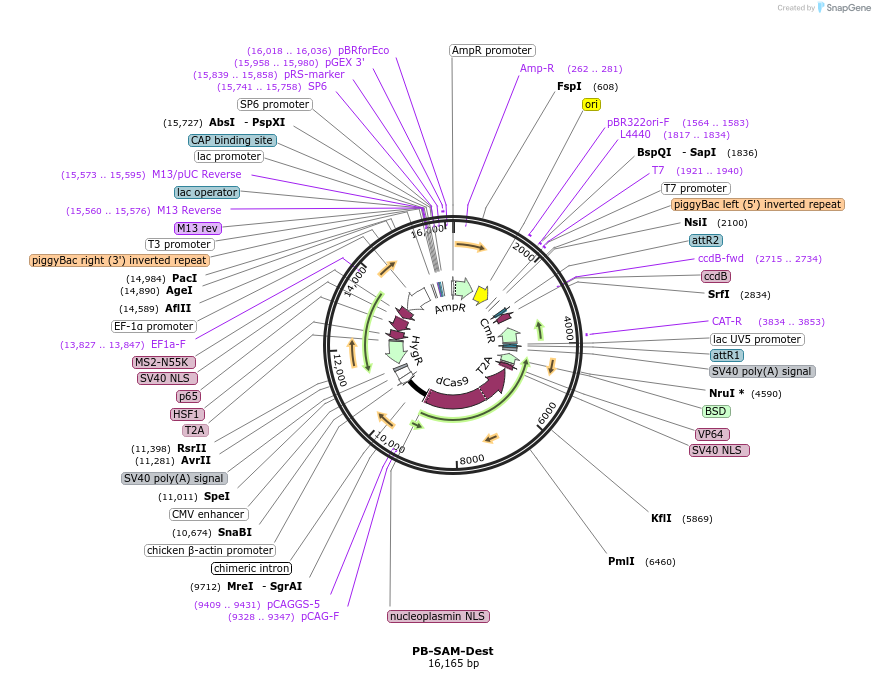 102563-plasmid-map-sequence-id-504859
