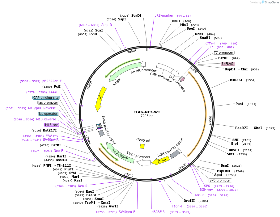 253100-plasmid-map-sequence-id-504887