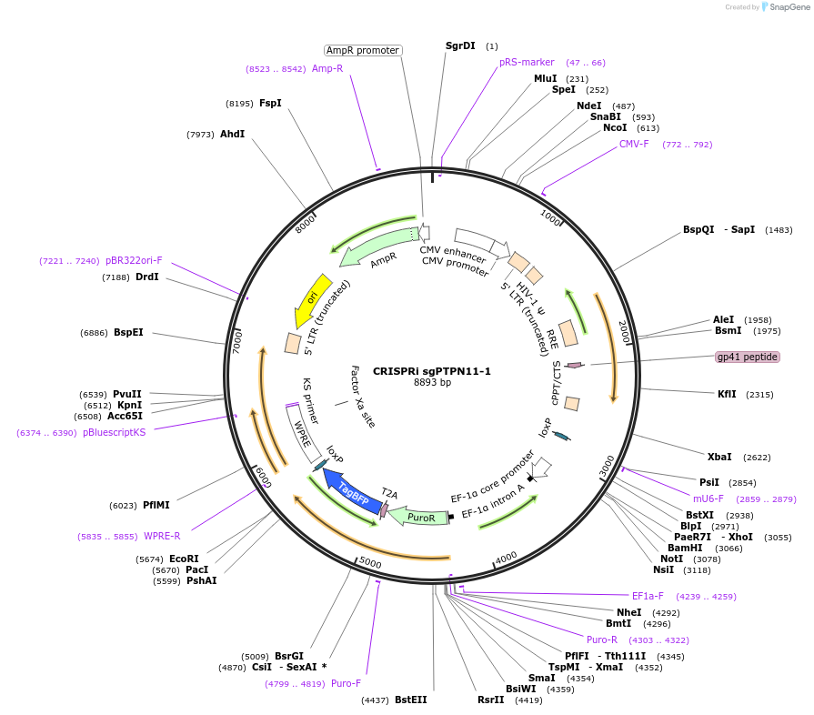 253090-plasmid-map-sequence-id-504890