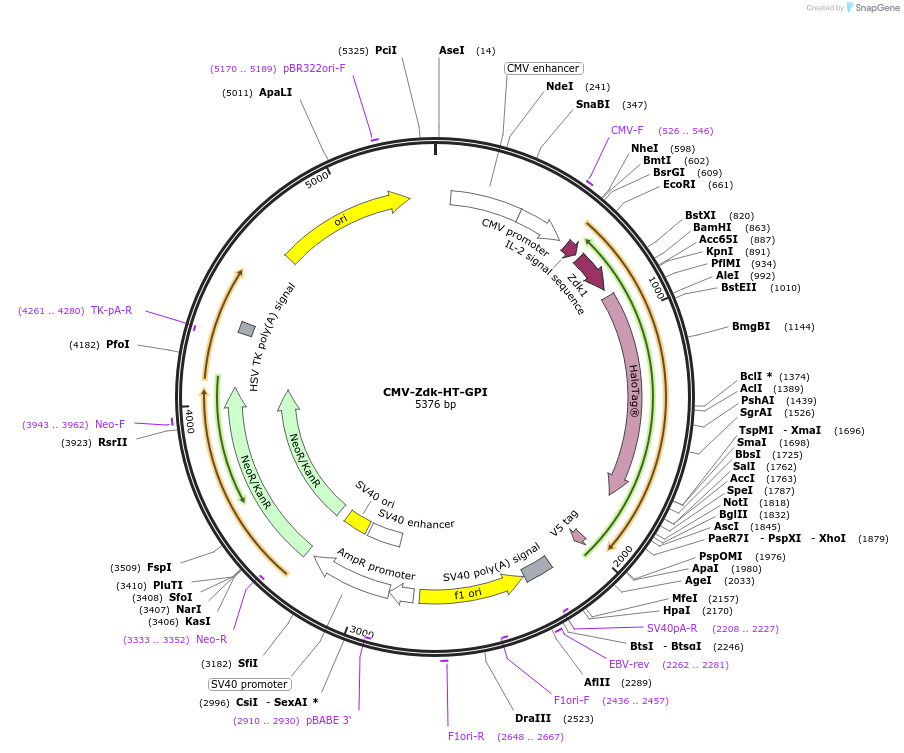 246607-plasmid-map-sequence-id-504926