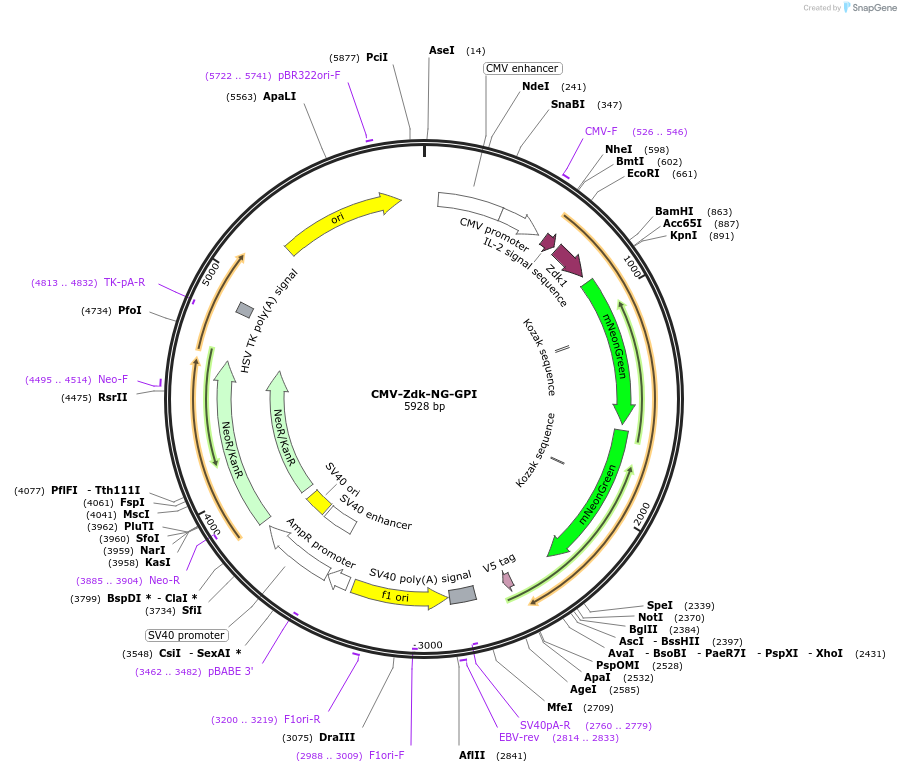 246608-plasmid-map-sequence-id-504930
