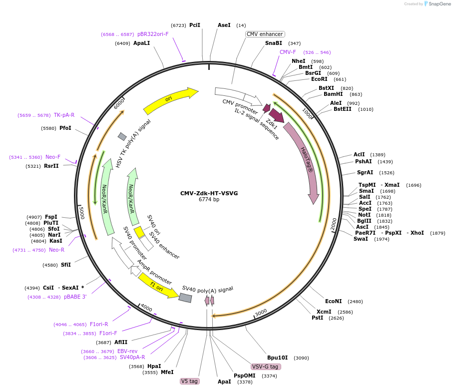 246610-plasmid-map-sequence-id-504931