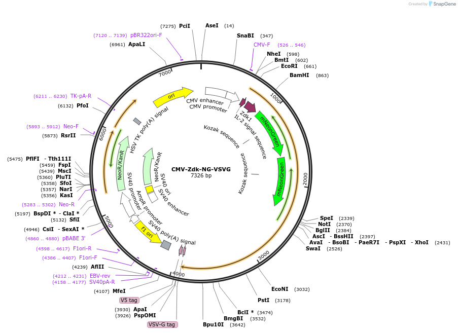 246611-plasmid-map-sequence-id-504932