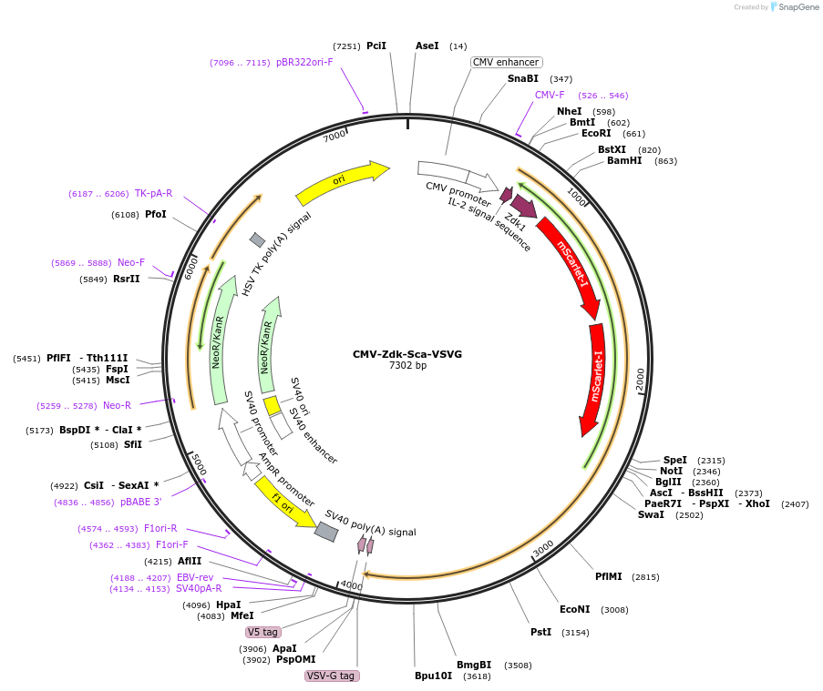 246612-plasmid-map-sequence-id-504933