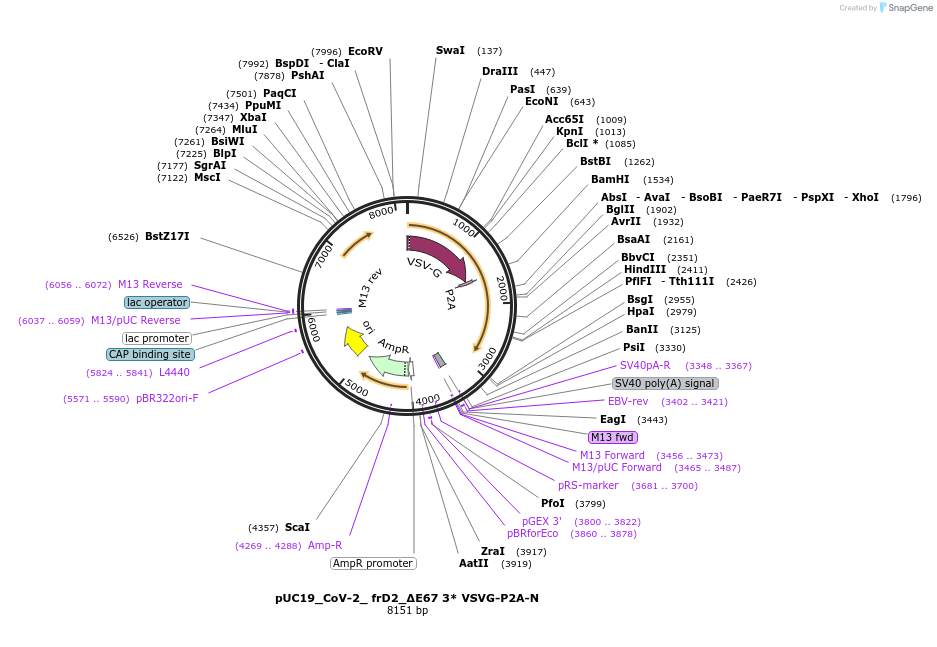 253170-plasmid-map-sequence-id-504934