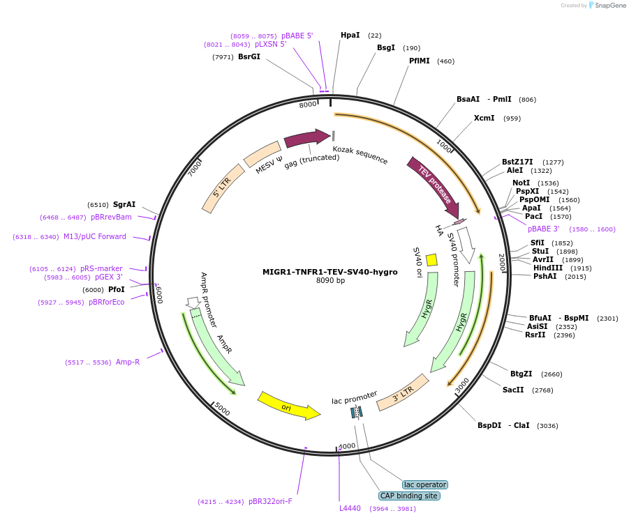 254113-plasmid-map-sequence-id-504935