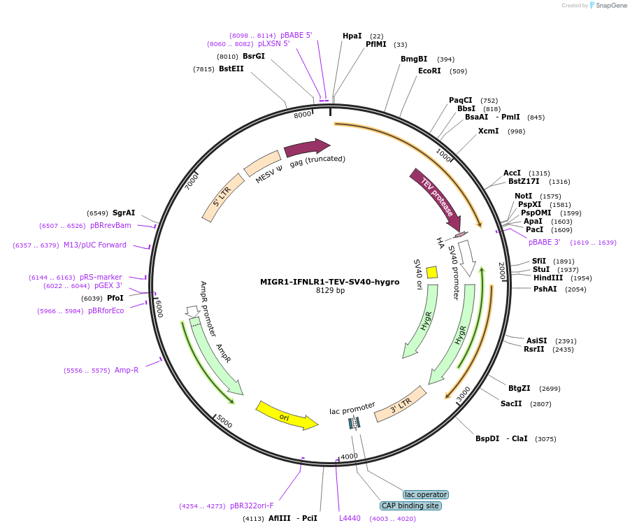 254112-plasmid-map-sequence-id-504936
