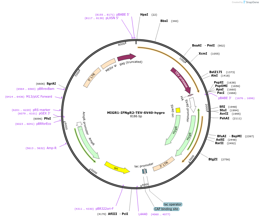 254111-plasmid-map-sequence-id-504937