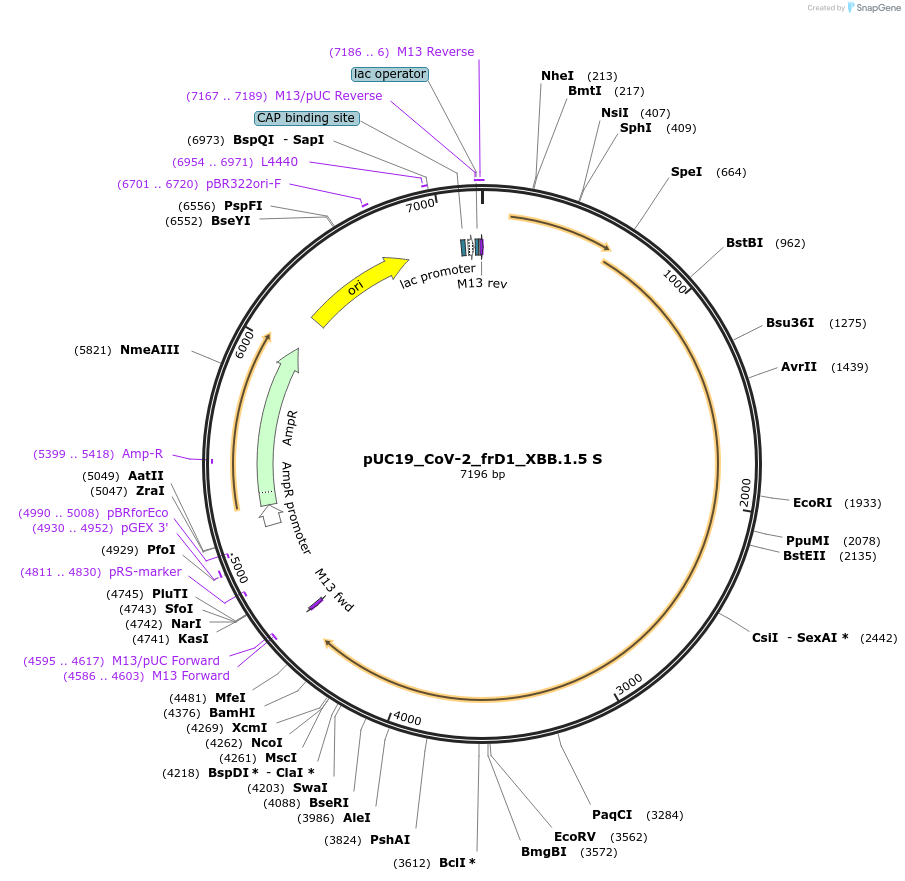 253119-plasmid-map-sequence-id-504938