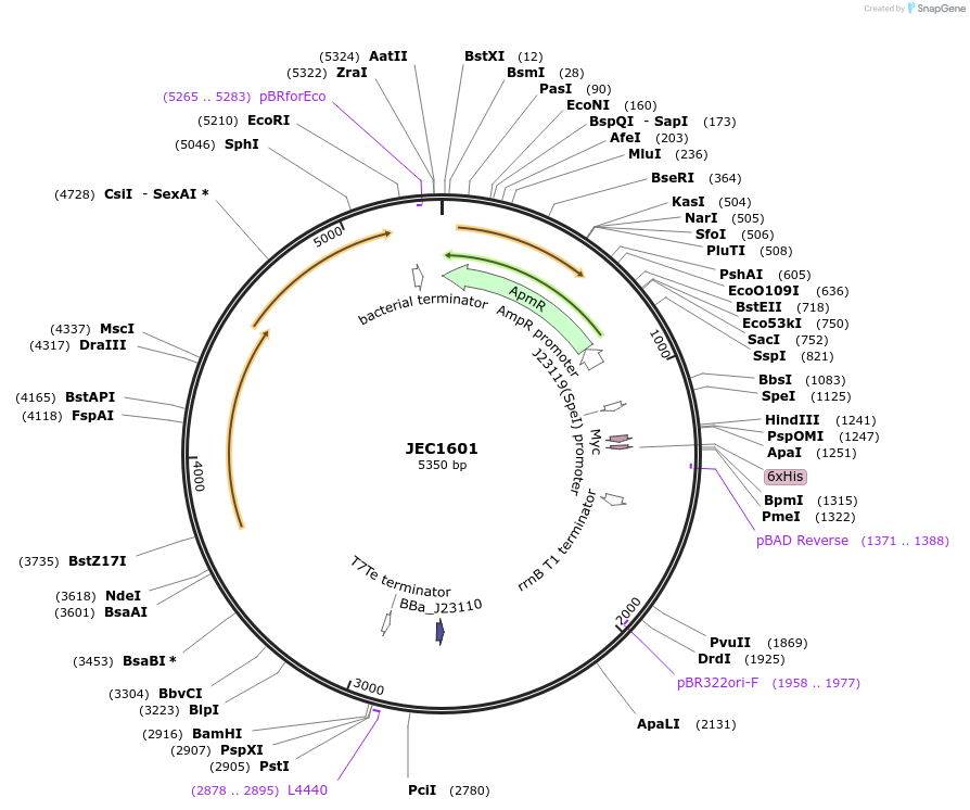 253209-plasmid-map-sequence-id-504939