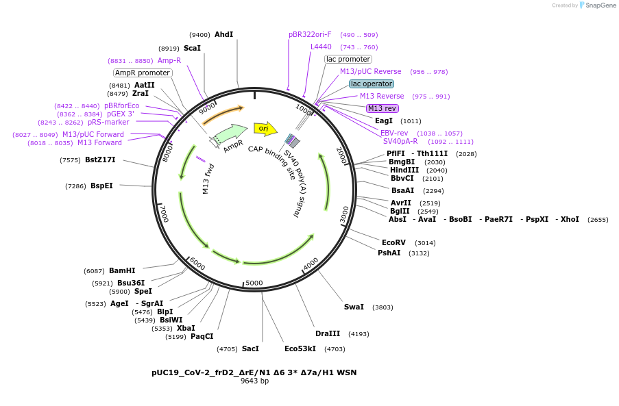 253155-plasmid-map-sequence-id-504942