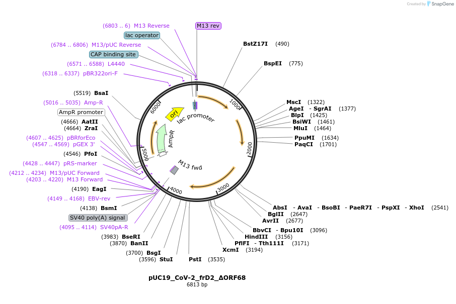 253129-plasmid-map-sequence-id-504943