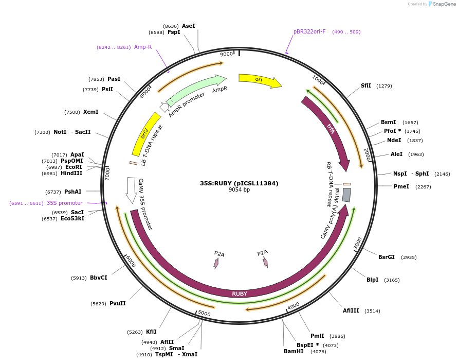 252524-plasmid-map-sequence-id-504944