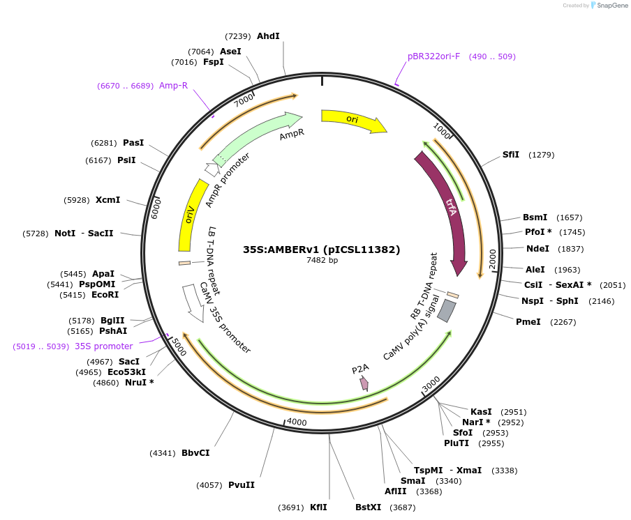 252521-plasmid-map-sequence-id-504945