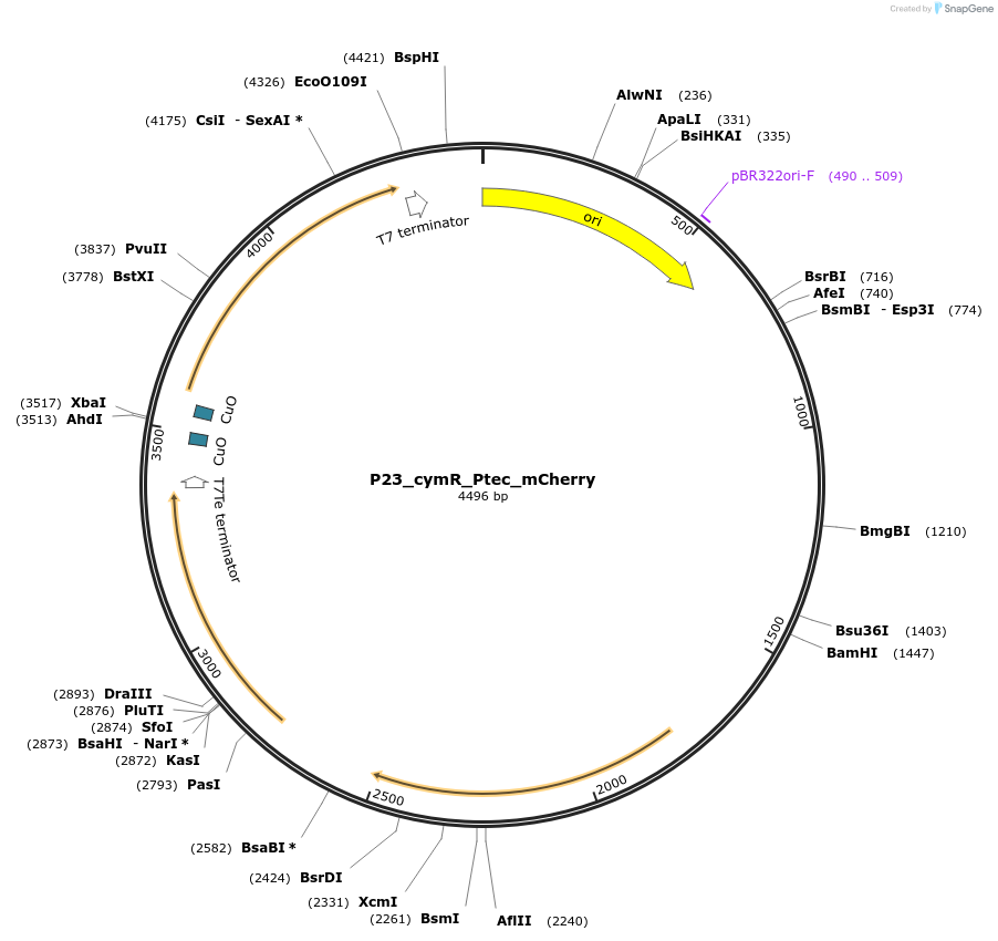 248113-plasmid-map-sequence-id-504946