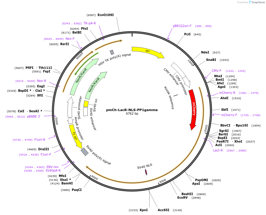 253081-plasmid-map-sequence-id-504947