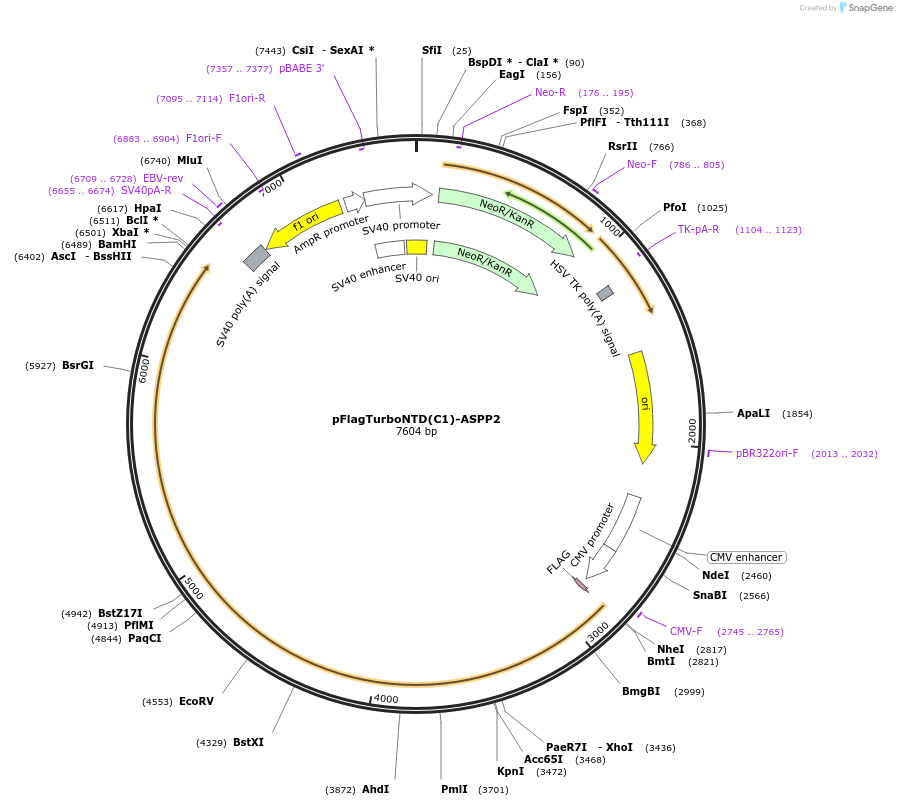 253071-plasmid-map-sequence-id-504948