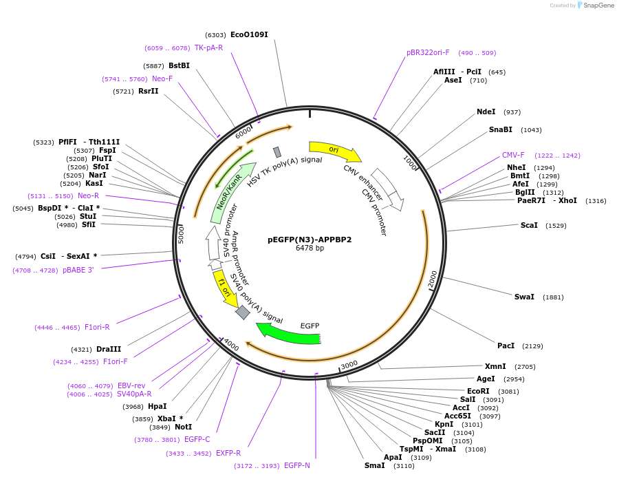 253080-plasmid-map-sequence-id-504949