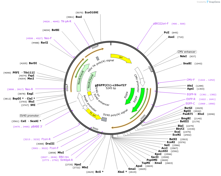 253078-plasmid-map-sequence-id-504950