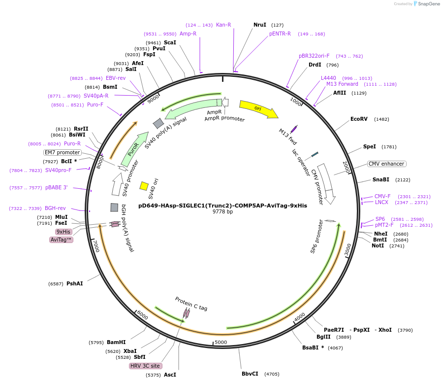 157563-plasmid-map-sequence-id-504958