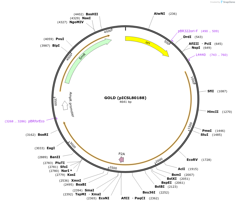 252517-plasmid-map-sequence-id-504961