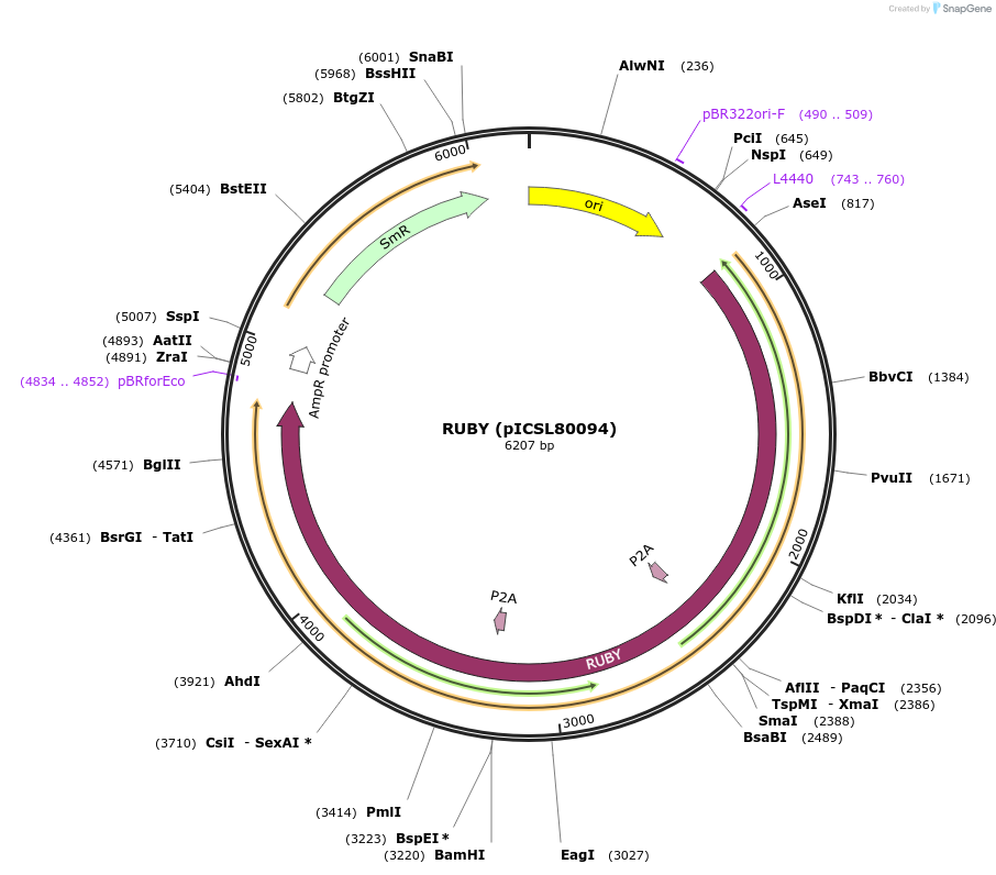 252519-plasmid-map-sequence-id-504962
