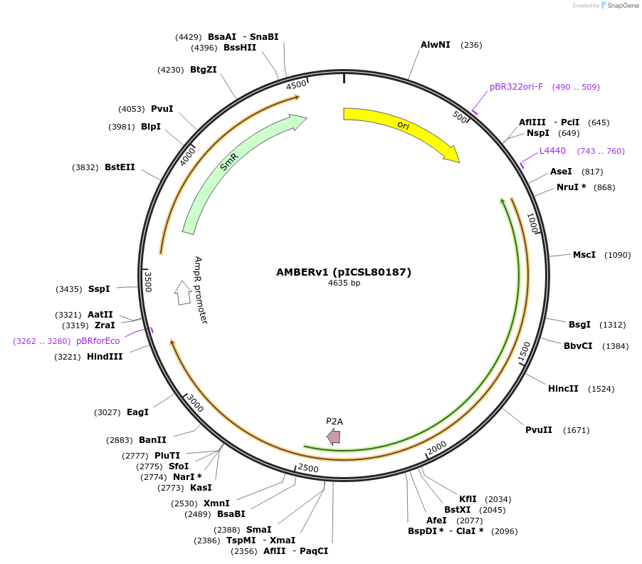 252515-plasmid-map-sequence-id-504963