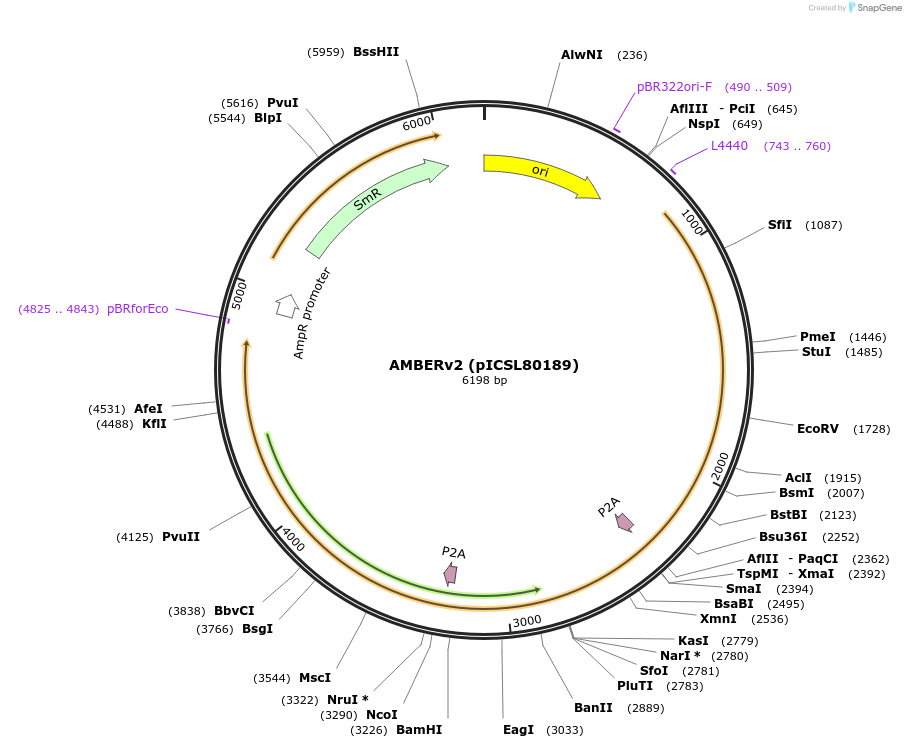 252516-plasmid-map-sequence-id-504964