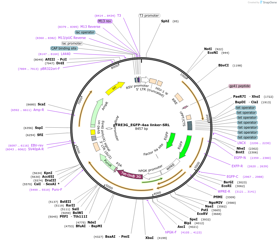 254150-plasmid-map-sequence-id-504965