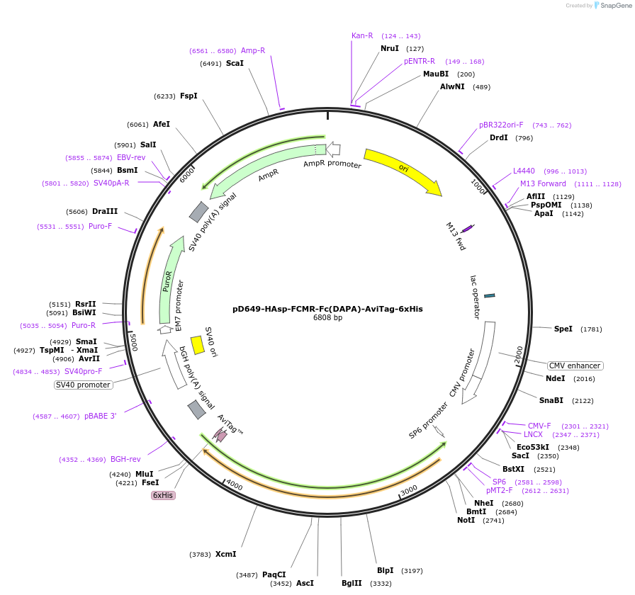 156684-plasmid-map-sequence-id-504966