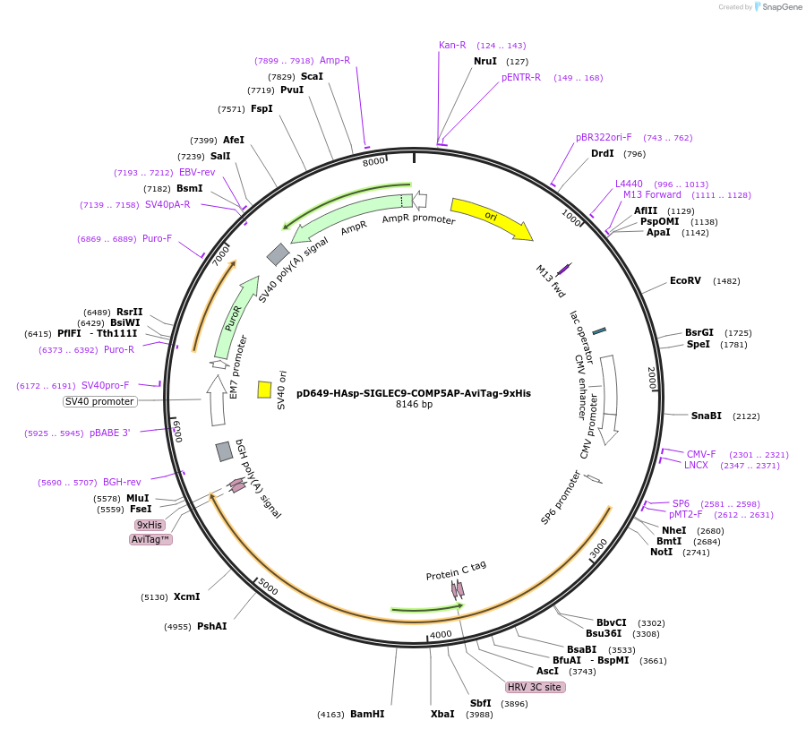 157335-plasmid-map-sequence-id-504968