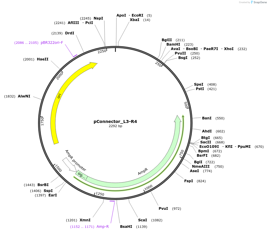 254026-plasmid-map-sequence-id-504969