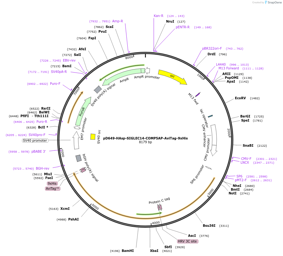 157345-plasmid-map-sequence-id-504971