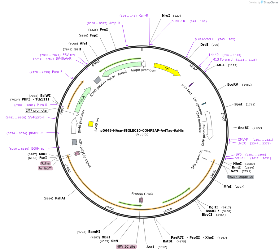 157470-plasmid-map-sequence-id-504972